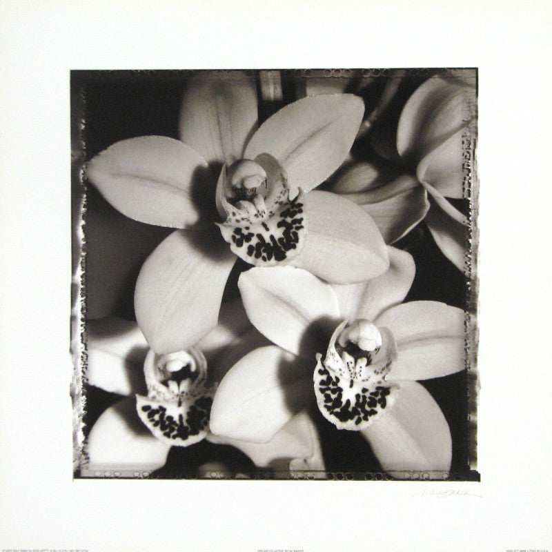 Orchid Cluster -by Mark Baker