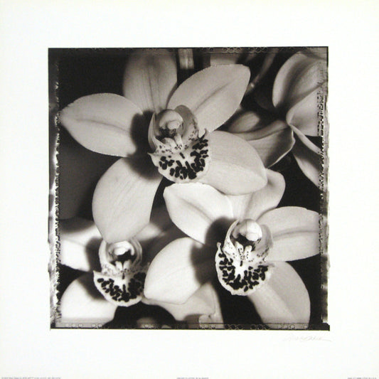 Orchid Cluster -by Mark Baker
