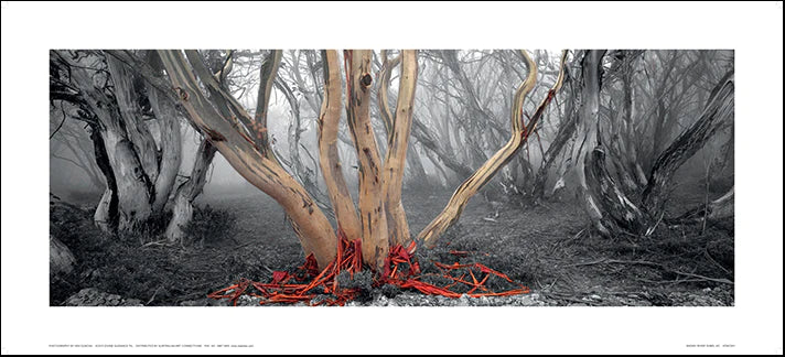A print of a landscape featuring snow gums in a misty forest environment with a facsimile signature of Ken Duncan in silver foil on the bottom right.