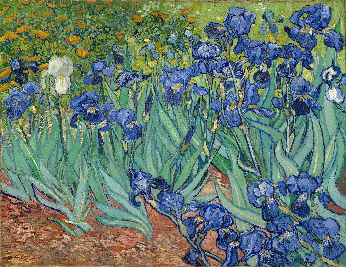 Irises by Vincent van Gogh - Print